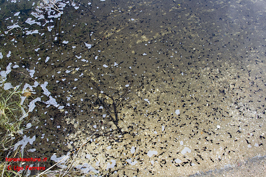 Bacino artificiale pieno di girini di ...? Bufo bufo